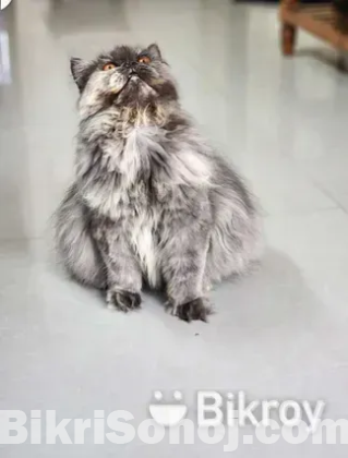 Persian cat extreme punch